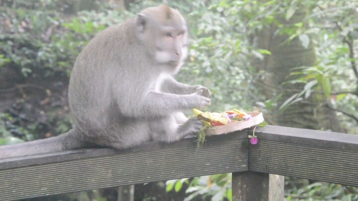 August 2022 - Ubud and Monkey Forest, Bali