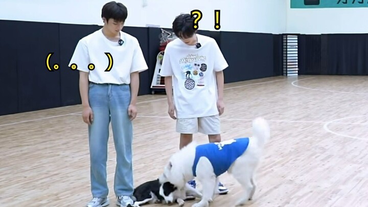 Why does Brother Dou love biting Biao Mei’s head so much~~~