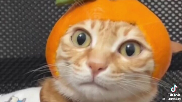 đã nghèo còn màu cam