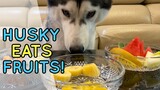 ASMR Husky Reviewing Fruits! | Feast Friday Ep. #1