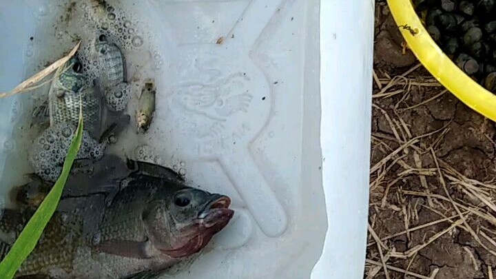 lần đầu làm nên hơi ngắn nha mn