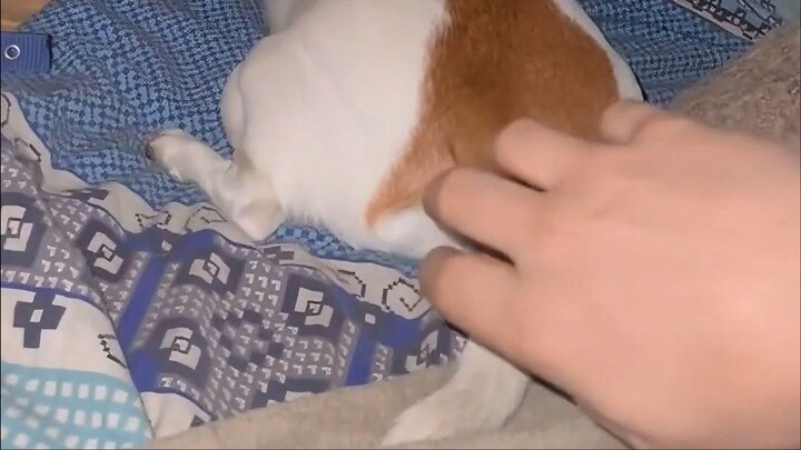 เกาคันให้หมา