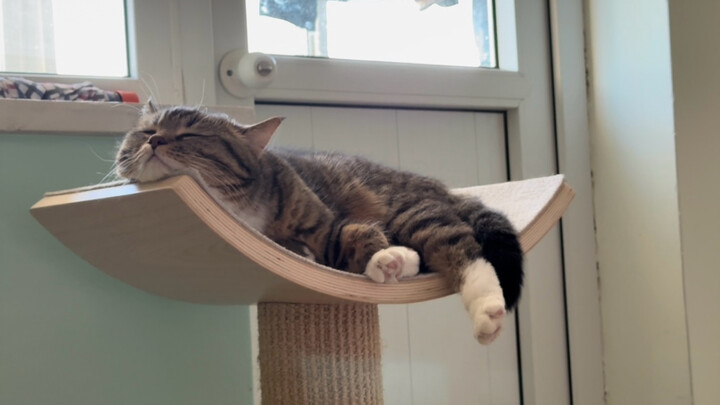 小猫睡的香香的