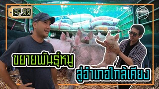 ขยายพันธุ์หมู สู่ชุมชน - [สิรินทร์ฟาร์ม] EP.59