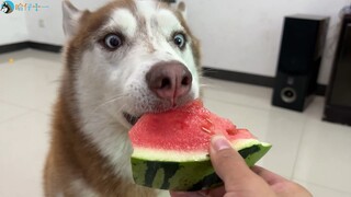 同样是吃西瓜，边牧是边牧，狗是狗！