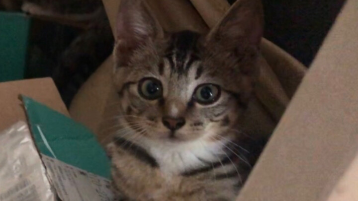 After being caught rummaging through boxes, the little kitten looks at you with an innocent expressi