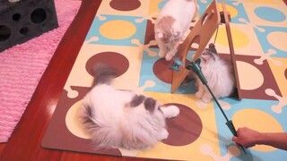 Cat Daddy ตื่นเต้นที่จะได้พบกับลูกสาวของเขาลูกแมว (สัปดาห์ที่ 12-14)