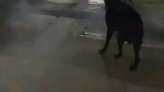 卧槽，炫狗