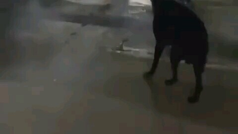 Damn, show dog