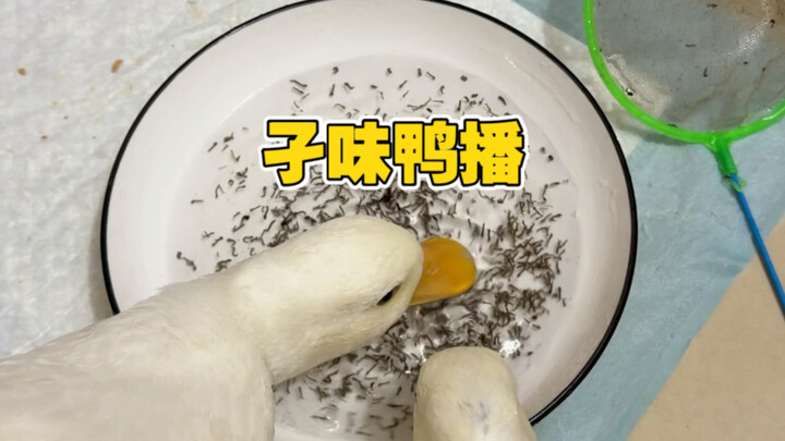 【Diệt Sát Sư Thái】Video mới nhất đã lên sóng, mau vào xem ngay!