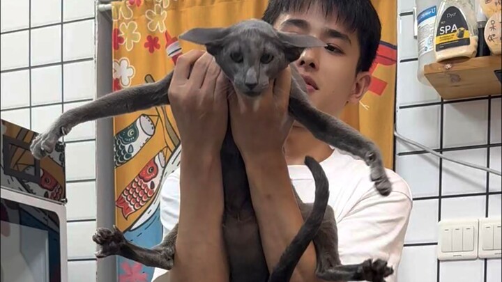 Dị hình Đông Đoạn Mèo rửa gội