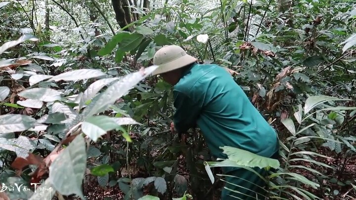 Sinh Tồn Trong Rừng Hoang (tập 10) ✯ Cua Nấu Với Lõi Chuối Rừng - Nhịp Sống Miền Núi