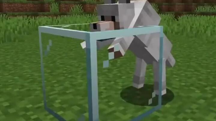 ฉันเพิ่มการผสมพันธุ์ในเครือญาติเข้าไปใน มายคราฟ # มายคราฟ #minecraft #mcไม่มีวันดับ