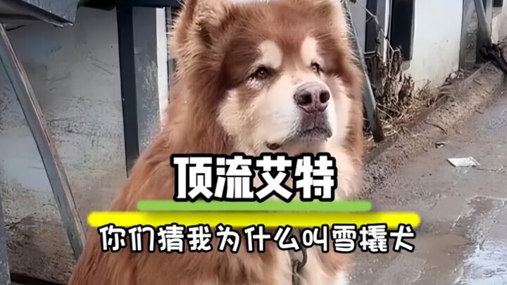 Tag: Guess why I’m called a sled dog?