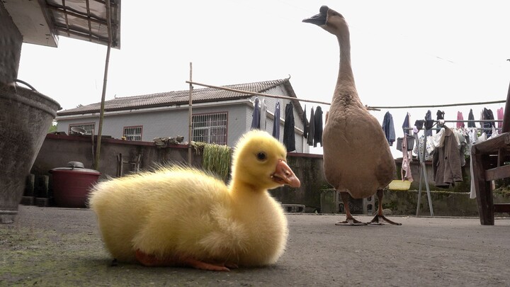 Begini ya kondisi punya anak kedua? Si angsa besar cemburu sampai hampir saling gigit!