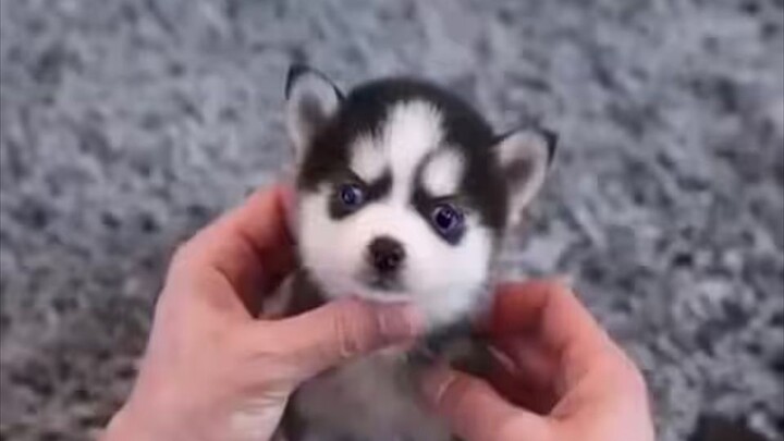 Heard you wanna get a husky???