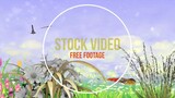 Free Stock video Animated butterflies flying over flowers