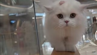 Đây chính là kinh nghiệm làm việc hai mươi năm mà HR muốn ở sinh viên mới ra trường sao? Cô ấy đã th