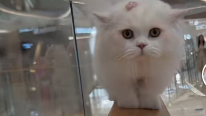 这就是hr要的应届生二十年工作经验吗，她是怎么说服小猫小狗配合她的，抱出猫那一刻我真的惊了