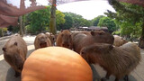 Segerombolan kapibara memakan labu berukuran 50 kg...