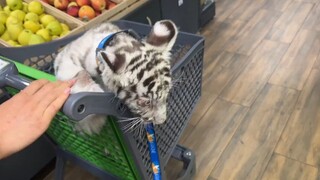 Take Huhu to the supermarket