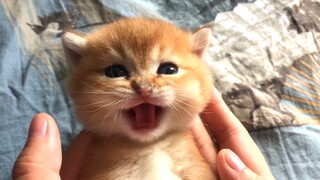 When you encounter something adorable, hold it in your hands.