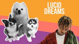 Lucid Dreams but it's Doggos and Gabe