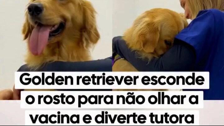Golden retriever se esconde para não ver a vacina e viraliza