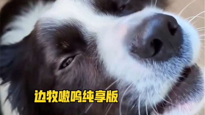 Có ai giống mình mê nghe tiếng “ao u” của cún con không?