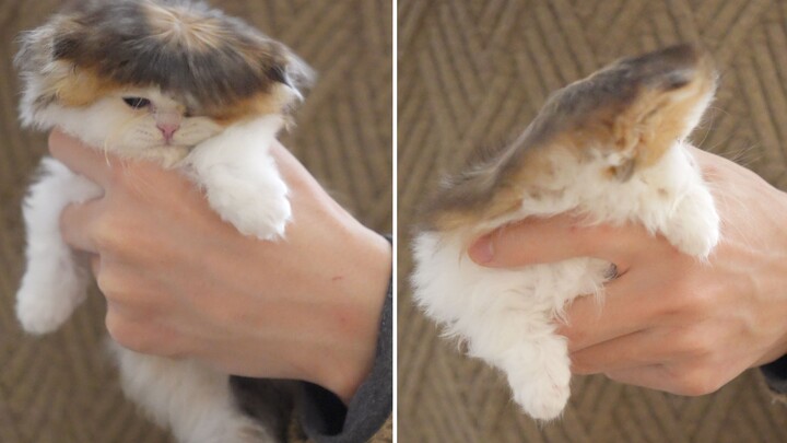 I made a pose for the kittens. How many seconds can you hold back from laughing?