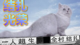 The entire spaying process of a short-legged little female cat! She was so well-behaved throughout, 