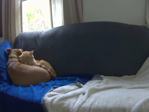 มีทั้งแมวทั้งหมา ชีวิตแสนสุข