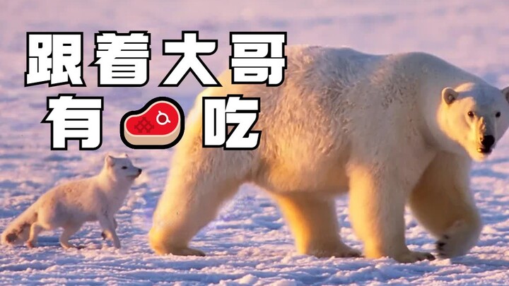 A Comprehensive Guide: The Arctic Fox—The Arctic’s Ultimate Hunter.