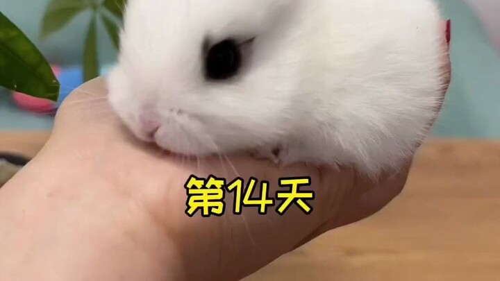 兔兔这么可爱，能吃吗？