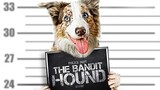 REVIEW PHIM: THE BANDIT HOUND | CHÚ CHÓ VỚI SỞ THÍCH CƯỚP NGÂN HÀNG | Mr.Kaytoo Review Phim
