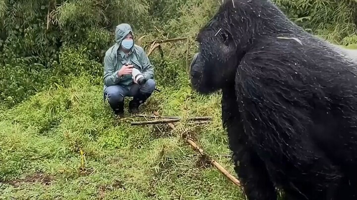 What should you do if you encounter a silverback gorilla? Can you even take it on?