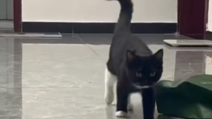 Sao bạn không mặc quần vậy?