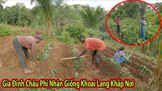 Tập 195: Khoai Lang Châu Phi được Nhân Giống Khắp Vườn||2Q Vlogs Cuộc Sống Châu Phi