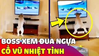 Biểu cảm 'HÀI HƯỚC' của chú chó khi 'XEM ĐUA NGỰA' cổ vũ hết sức nhiệt tình 😅 Gâu Đần