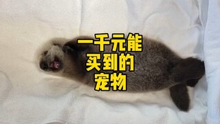 Một con vật cưng bạn có thể mua với giá 1.000 nhân dân tệ