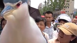 Interview with Night Heron, the first person to walk out of the examination room
