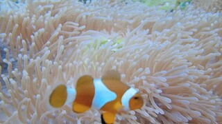 Natures beauty come in different sizes,and colours under  the mysterious sea.