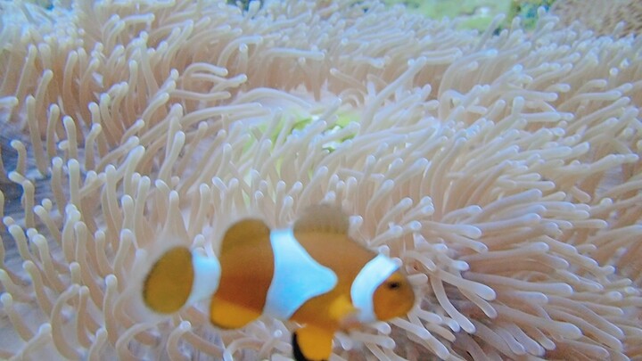 Natures beauty come in different sizes,and colours under  the mysterious sea.