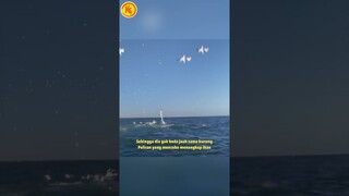 APAKAH MUTO BISA BERENANG?