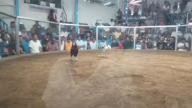 late upload buyers update‼️2hits double entry 2nd fight Meron side win champion🏆