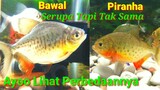 Piranha vs Bawal - Serupa Tapi Tak Sama, Lihat Perbedaannya