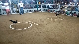 talo hennie.                                        Sta Rita Cockpit Arena Batangas City