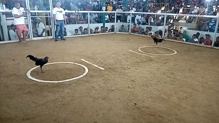 talo hennie.                                        Sta Rita Cockpit Arena Batangas City