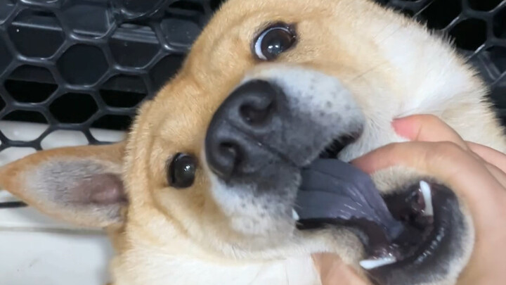 Tricking the puppy