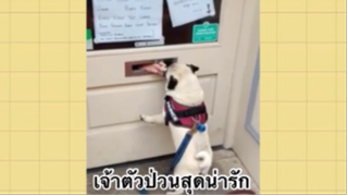 เพื่อนตัวน้อย สัตว์เลี้ยงแสนซน : เจ้าตัวป่วนสุดน่ารัก